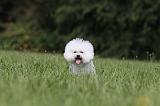 BICHON FRISE 455